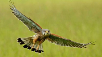 'Toshkentlik yigitlar noyob qushlarini otib o`ldirayotganligi aks etgan video tarqaldi (Video)'ning rasmi