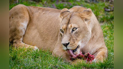 'Африкада шерлар тўдаси браконьерларга ҳужум қилди'ning rasmi