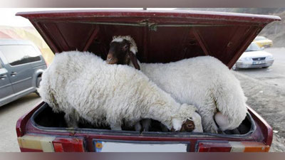 'QO`Y O`G`RISI QO`LGA OLINDI'ning rasmi