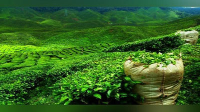 'O`zbekistonda yirik sanoat choy plantasiyalari tashkil qilinadi'ning rasmi