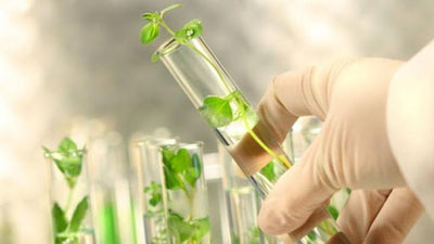 'O`simliklar karantini davlat inspeksiyasi tugatiladi'ning rasmi