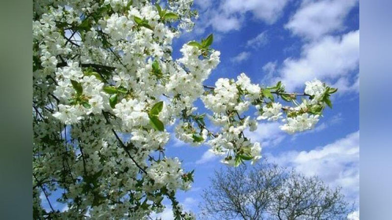 'Bugun O`zbekistonda yog`ingarchiliksiz ob-havo bo`lishi kutilmoqda'ning rasmi