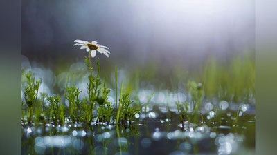 'Ob-havo: yakshanba kuni ba`zi hududlarda yomg`ir yog`adi'ning rasmi