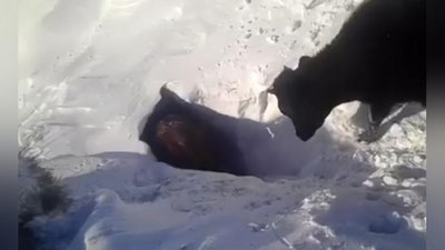 Изрображение 'В КАЗАХСТАНЕ СНЯЛИ НА ВИДЕО "ИСЧЕЗАЮЩИХ" В СНЕГУ КОРОВ'