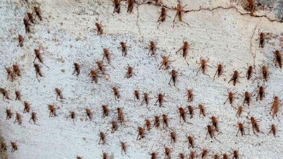 Изрображение 'Сардиния переживает крупнейшее нашествие саранчи (видео)'