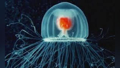 'Biologlar ilk umrboqiy mavjudotni aniqlashdi 'ning rasmi