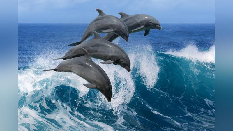 'Bir yarimta delfin ikki kit atrofida “raqs”ga tushishdi (Video)'ning rasmi