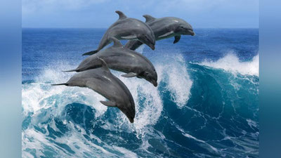 'Bir yarimta delfin ikki kit atrofida “raqs”ga tushishdi (Video)'ning rasmi