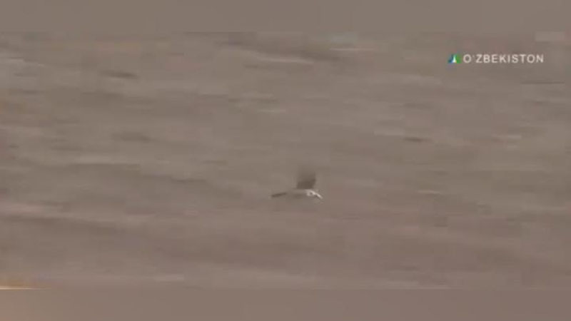 Изрображение 'НА ВОЛЮ ВЫПУЩЕНЫ 11 ХИЩНЫХ ПТИЦ, ИЗЪЯТЫЕ В ОДНОМ ИЗ ДОМОВ В СЕРГЕЛИ (ВИДЕО)'