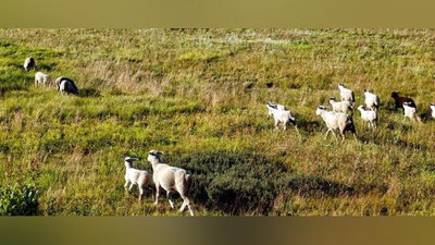 Изрображение 'В Узбекистане введут новый порядок предоставления пастбищных участков в аренду'