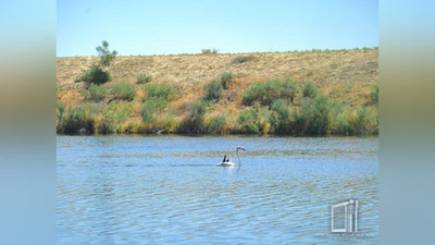 'Flamingo qushlarining kelishi ko`paymoqda (foto)'ning rasmi
