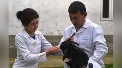 'Қуён қўйдан тўрт баробар кўп даромад келтиради'ning rasmi