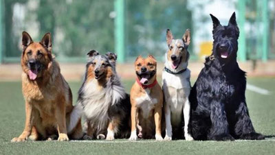 'Itlarga vovullash taqiqlandi 'ning rasmi