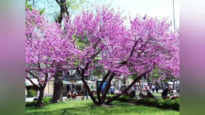 '20 апрель куни ҳаво ўзгариб туради, ёғингарчилик бўлмайди'ning rasmi