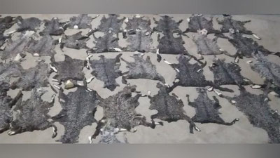 'Qorako`l terilarining noqonuniy olib chiqishga urinishning oldi olindi 'ning rasmi