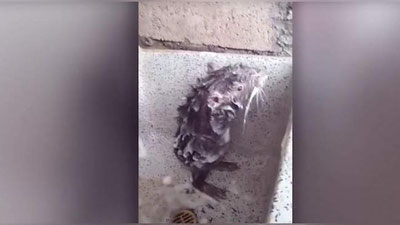 Изрображение 'КРЫСА, ПРИНИМАЮЩАЯ ДУШ С МЫЛОМ, СТАЛА ЗВЕЗДОЙ СЕТИ (ВИДЕО)'