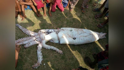 'Филиппин оролларида баҳайбат кальмар тўрга илинди (Видео)'ning rasmi