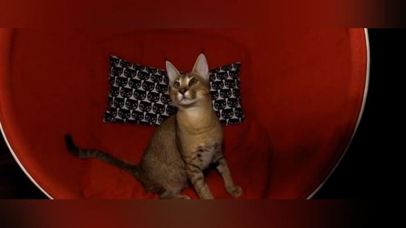 Изрображение 'В ПЕТЕРБУРГЕ ПОКАЗАЛИ САМОГО ДОРОГОГО КОТА (ВИДЕО)'