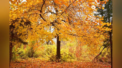 '26 oktyabr kuni kutilayotgan ob-havo ma`lumoti'ning rasmi