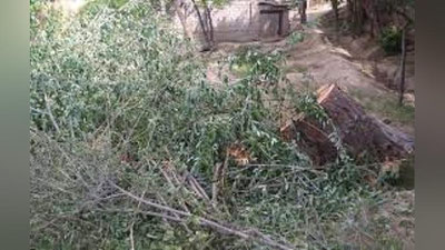 'Фарғонада манзарали дарахтлар ўзбошимчалик билан кесиб ташланди'ning rasmi