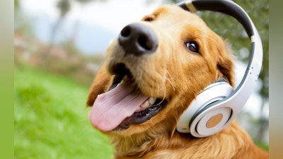 Изрображение 'ЗВЕРЬЕ МОЕ: САМЫЕ ИЗВЕСТНЫЕ ЖИВОТНЫЕ'