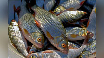 'Baliqchilik xo`jaliklariga imtiyozlar taqdim etildi'ning rasmi