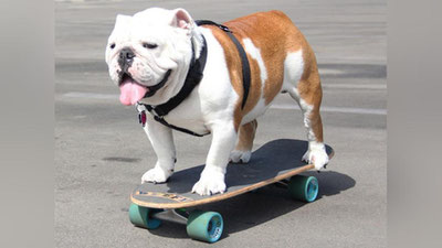 'BULDOG O`RNATGAN REKORD'ning rasmi