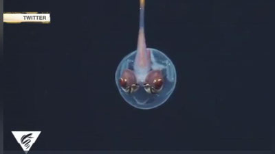 Изрображение 'В США сняли на видео абсолютно прозрачных кальмаров'