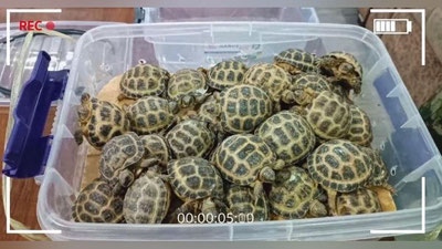 Изрображение 'Пресечен незаконный вывоз 83 среднеазиатских пустынных черепах (видео)'