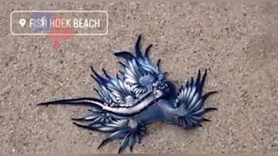 Изрображение 'На пляже в Африке нашли существо, названное "самым красивым убийцей" (видео)'