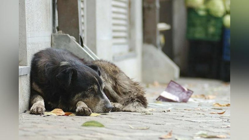 Изрображение 'Бахром Алматов: В населенных пунктах увеличилось число бездомных животных'