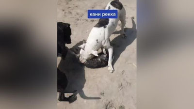 Изрображение 'Тиктокер из Навои "похвалился" кадрами растерзанного питбулями кота'