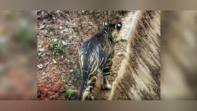 Изрображение 'В Индии сфотографировали "тигра-наоборот" (видео)'