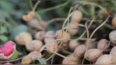 Изрображение 'Женщина-ученый из Узбекистана создала новый сорт арахиса (видео)'