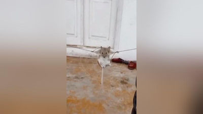 Изрображение 'Новый случай жестокого обращением с животным: экологи требует расследования (видео)'