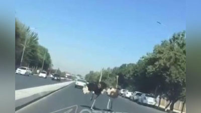 Изрображение 'В хокимияте Каттакургана прокомментировали появление страусов на шоссе'