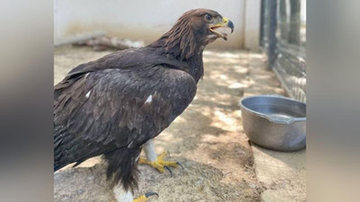 Изрображение 'В Ташкенте оказана помощь орлу с поврежденным крылом'