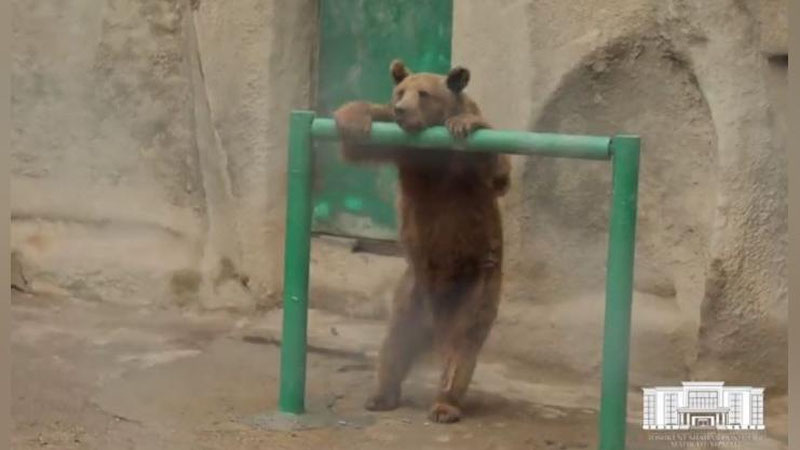 Изрображение 'Каким будет столичный зоопарк после реконструкции (видео)'