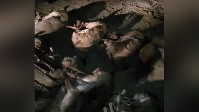 Изрображение 'На браконьеров, застреливших 13 джейранов в Каракалпакстане, завели уголовное дело (видео)'