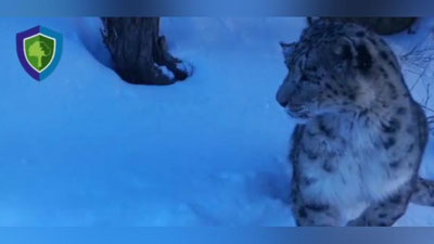 Изрображение 'Фотоловушка в заповеднике в Узбекистане сняла снежного барса крупным планом (видео)'
