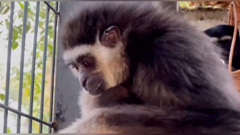 Изрображение 'В зоопарке Ташкента рассказали о судьбе гиббона Гуччи, которого нашли в коробке из-под обуви (видео)'