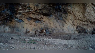 Изрображение 'Впервые в фотоловушку Сурханского заповедника попали вместе мархур и уриал (видео)'