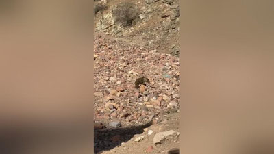 Изрображение 'Медведя, пойманного в Дукенте, выпустили в горах (видео)'