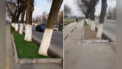 Изрображение 'На Юнусабаде трем деревьям дали возможность дышать, освободив от искуственного газона'