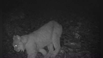 Изрображение 'Туркестанская рысь с детенышами попала на фотоловушку в Гиссарском заповеднике (видео)'