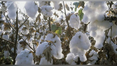 'Namanganlik paxtakorlar marrani zabt etdi'ning rasmi