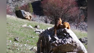 Изрображение 'На фотоловушку Гиссарского заповедника попало редкое краснокнижное животное (видео)'