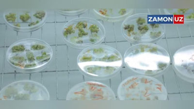 Изрображение 'Узбекские ученые работают над вакциной-"помидором" (видео)'