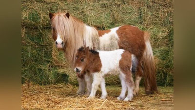 Изрображение 'Ташкентский зоопарк объявил конкурс на кличку для новорожденной пони'