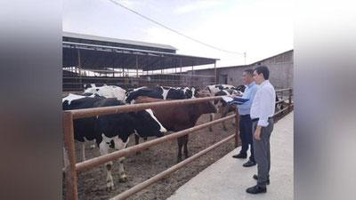 'Ҳудудларда қорамолларни идентификация қилиш жараёнлари бўйича ўрганишлар олиб борилмоқда'ning rasmi